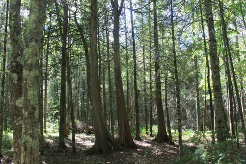 Tiny photo for 50 S Maple Dr, Poplar, WI 54864 (MLS # 6123690)