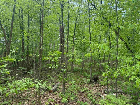 Tiny photo for 68 Old Ferry Rd, Hinckley, MN 55037 (MLS # 6127224)