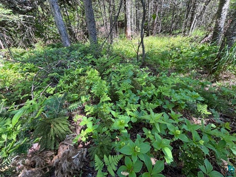 Tiny photo for 12 Wesley Ln, Grand Marais, MN 55604 (MLS # 6125905)