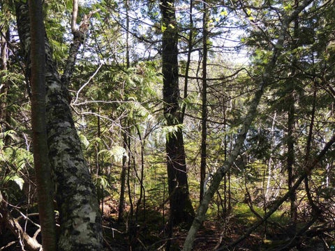 Tiny photo for 210 E Deeryard Lake Rd, Lutsen, MN 55612 (MLS # 6125798)