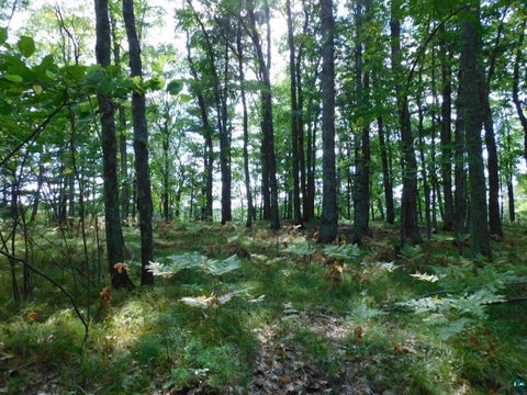 Tiny photo for XXXX Whitetail Ridge Rd, Iron River, WI 54847 (MLS # 6128090)