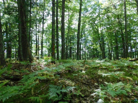 Tiny photo for XXXX Whitetail Ridge Rd, Iron River, WI 54847 (MLS # 6128090)