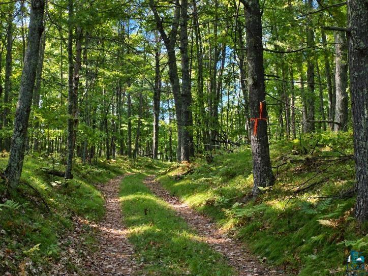 XXXX Whitetail Ridge Rd