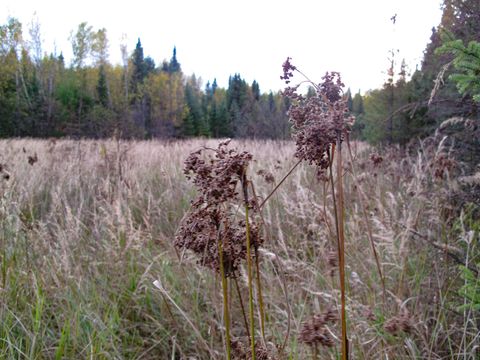 Tiny photo for 3 Old Gunflint Trail, Grand Marais, MN 55604 (MLS # 6122318)