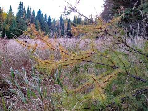 Tiny photo for 3 Old Gunflint Trail, Grand Marais, MN 55604 (MLS # 6122318)