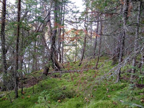 Tiny photo for 3 Old Gunflint Trail, Grand Marais, MN 55604 (MLS # 6122318)