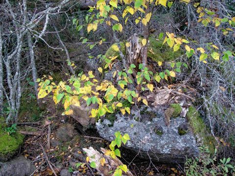 Tiny photo for 3 Old Gunflint Trail, Grand Marais, MN 55604 (MLS # 6122318)