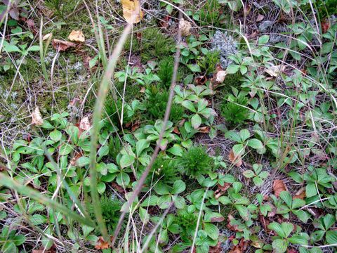 Tiny photo for 3 Old Gunflint Trail, Grand Marais, MN 55604 (MLS # 6122318)