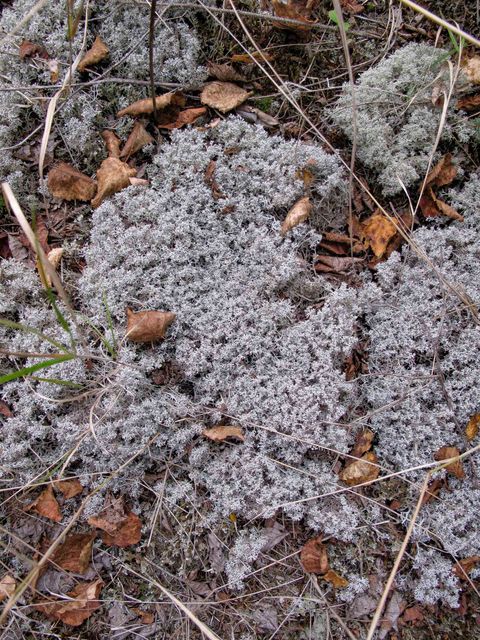 Tiny photo for 3 Old Gunflint Trail, Grand Marais, MN 55604 (MLS # 6122318)