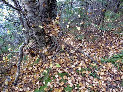 Tiny photo for 3 Old Gunflint Trail, Grand Marais, MN 55604 (MLS # 6122318)