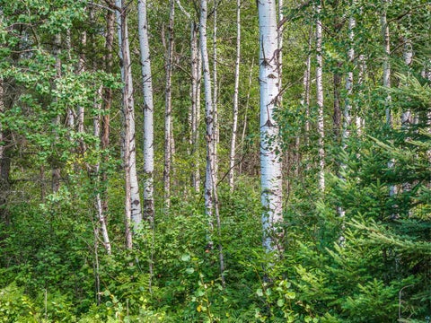 Tiny photo for Tract C Highway 21, Babbitt, MN 55706 (MLS # 6127562)
