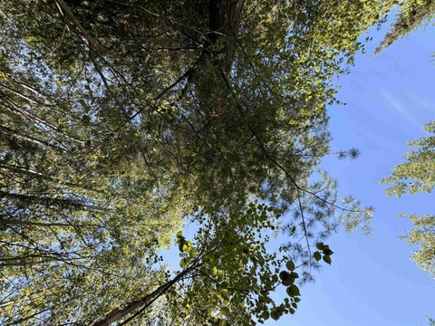 Tiny photo for 9685 Gunflint Tr, Grand Marais, MN 55604 (MLS # 6125791)