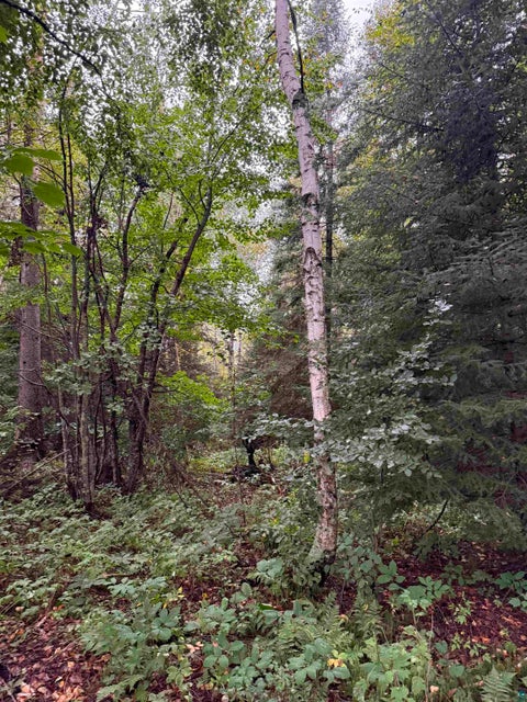 Tiny photo for TBD Highway 53, Orr, MN 55771 (MLS # 6127976)