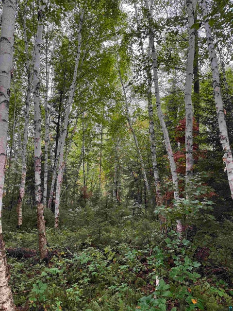 Tiny photo for TBD Highway 53, Orr, MN 55771 (MLS # 6127976)