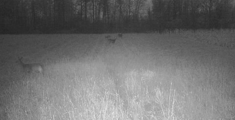 Tiny photo for 11680 County Rd 59, Gheen, MN 55771 (MLS # 6122673)