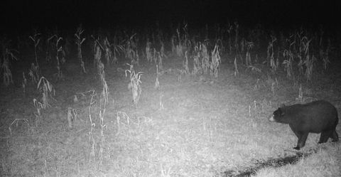 Tiny photo for 11680 County Rd 59, Gheen, MN 55771 (MLS # 6122673)