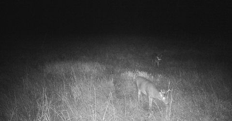 Tiny photo for 11680 County Rd 59, Gheen, MN 55771 (MLS # 6122673)