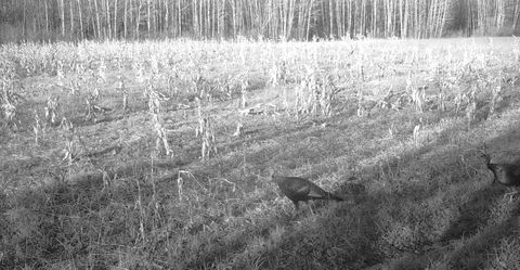 Tiny photo for 11680 County Rd 59, Gheen, MN 55771 (MLS # 6122673)