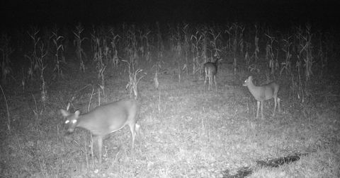 Tiny photo for 11680 County Rd 59, Gheen, MN 55771 (MLS # 6122673)