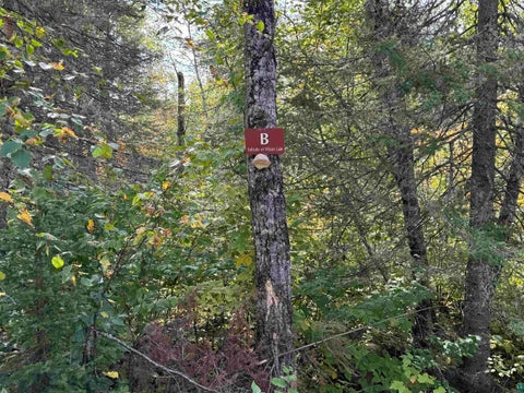 Tiny photo for 6827 Two Moose Tr, Finland, MN 55603 (MLS # 6128099)