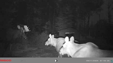 Tiny photo for 6827 Two Moose Tr, Finland, MN 55603 (MLS # 6128099)