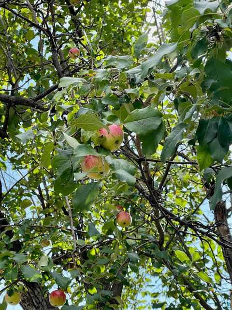 Tiny photo for 124 N 24th Ave E Ave, Duluth, MN 55812 (MLS # 6124236)