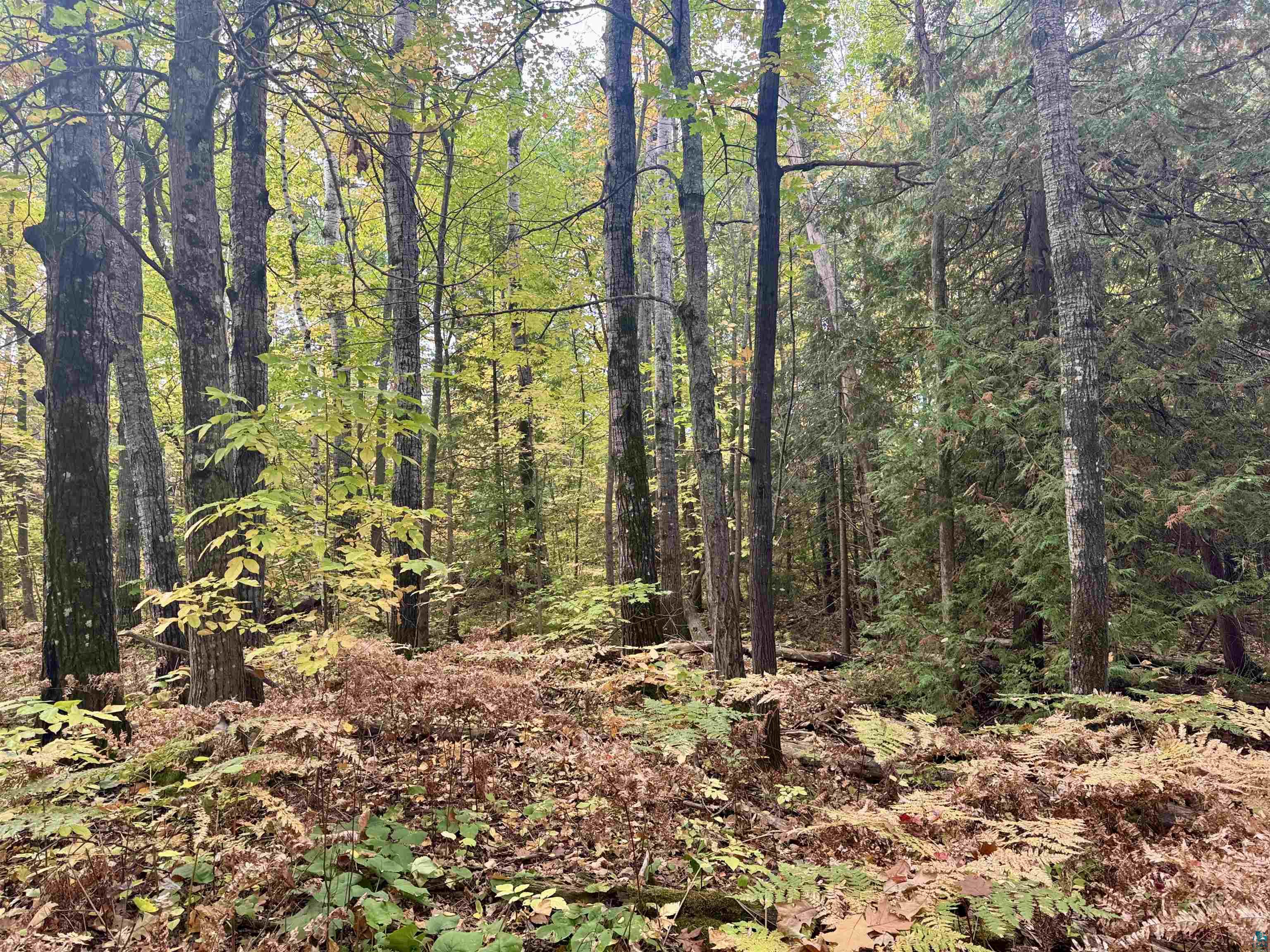 TBD Eagle Run