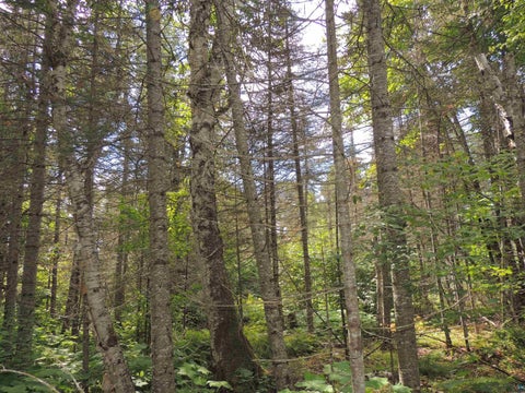 Tiny photo for 112 County Rd 60, Grand Marais, MN 55604 (MLS # 6127781)