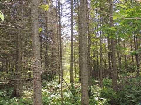 Tiny photo for 112 County Rd 60, Grand Marais, MN 55604 (MLS # 6127781)