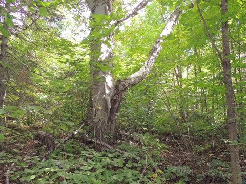 Tiny photo for 112 County Rd 60, Grand Marais, MN 55604 (MLS # 6127781)