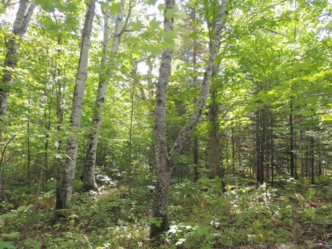 Tiny photo for 112 County Rd 60, Grand Marais, MN 55604 (MLS # 6127781)
