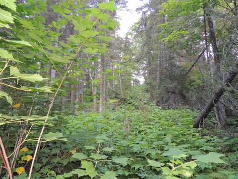 Tiny photo for 112 County Rd 60, Grand Marais, MN 55604 (MLS # 6127781)