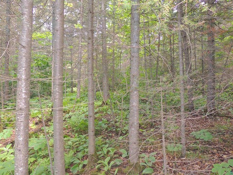 Tiny photo for 112 County Rd 60, Grand Marais, MN 55604 (MLS # 6127781)