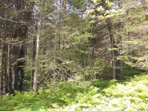 Tiny photo for 112 County Rd 60, Grand Marais, MN 55604 (MLS # 6127781)