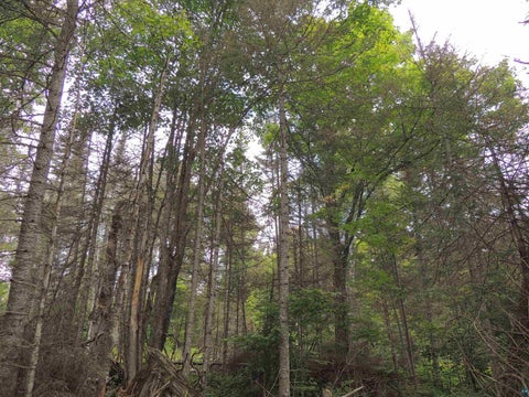 Tiny photo for 112 County Rd 60, Grand Marais, MN 55604 (MLS # 6127781)
