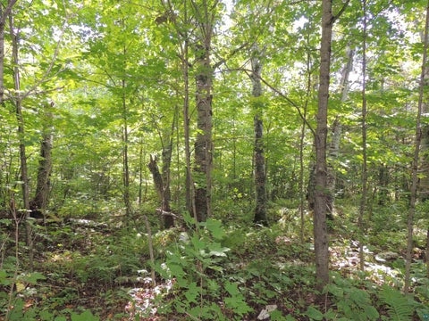Tiny photo for 112 County Rd 60, Grand Marais, MN 55604 (MLS # 6127781)