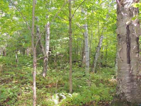 Tiny photo for 112 County Rd 60, Grand Marais, MN 55604 (MLS # 6127781)