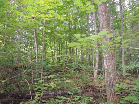 Tiny photo for 112 County Rd 60, Grand Marais, MN 55604 (MLS # 6127781)