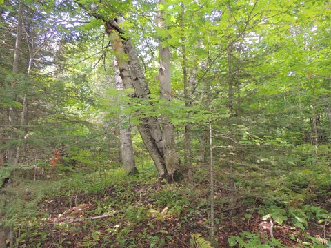 Tiny photo for 112 County Rd 60, Grand Marais, MN 55604 (MLS # 6127781)