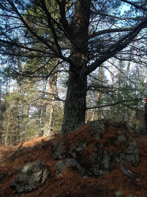 Tiny photo for TBD Moose Junction Tr, Ely, MN 55731 (MLS # 6122645)