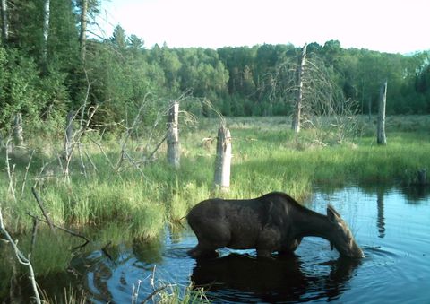 Tiny photo for TBD Moose Junction Tr, Ely, MN 55731 (MLS # 6122645)