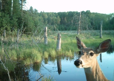Tiny photo for TBD Moose Junction Tr, Ely, MN 55731 (MLS # 6122645)