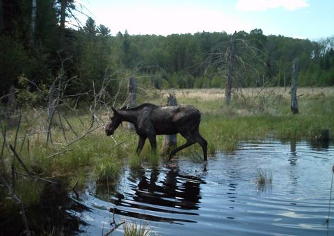 Tiny photo for TBD Moose Junction Tr, Ely, MN 55731 (MLS # 6122645)