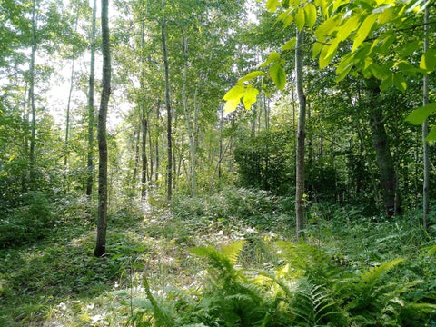 Tiny photo for 35 Wildwood Acres Tr, Tofte, MN 55615 (MLS # 6127494)