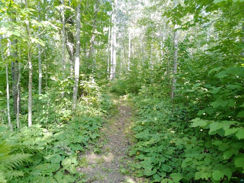 Tiny photo for 35 Wildwood Acres Tr, Tofte, MN 55615 (MLS # 6127494)