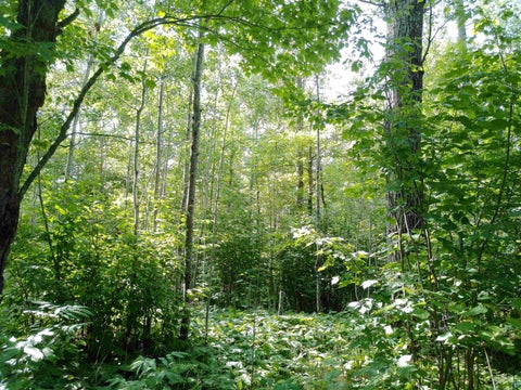 Tiny photo for 35 Wildwood Acres Tr, Tofte, MN 55615 (MLS # 6127494)