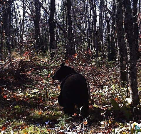 Tiny photo for 5241 Hut Two Rd, Finland, MN 55603 (MLS # 6125696)