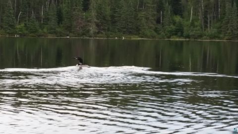 Tiny photo for 3 County Rd 904, Babbitt, MN 55706 (MLS # 6124441)