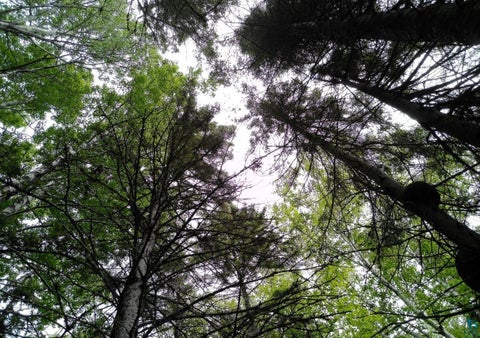 Tiny photo for 300 Caribou Tr, Lutsen, MN 55612 (MLS # 6125948)