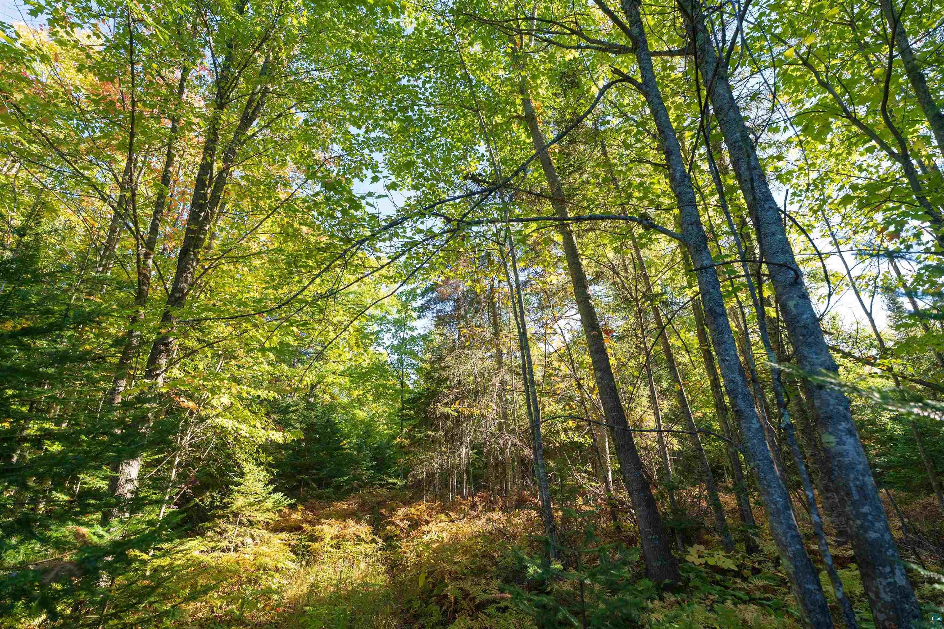 10 Acres on E White Birch Rd